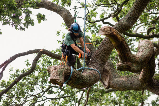 Reliable Silver Lake, FL Tree Removal Services Solutions