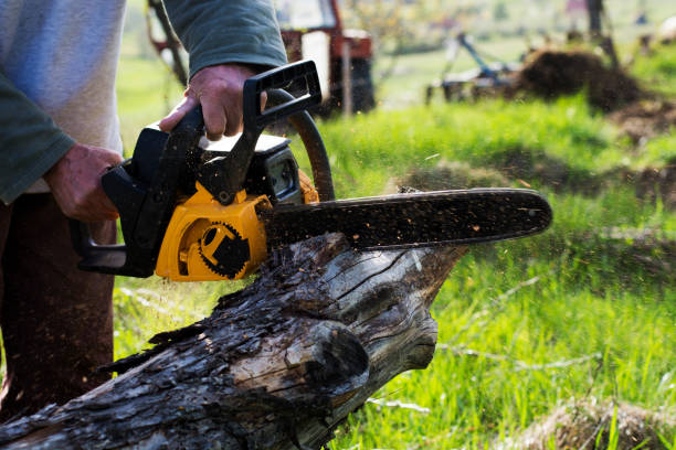 Best Stump Grinding and Removal  in Silver Lake, FL