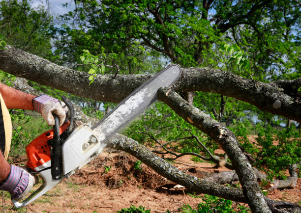 How Our Tree Care Process Works  in  Silver Lake, FL